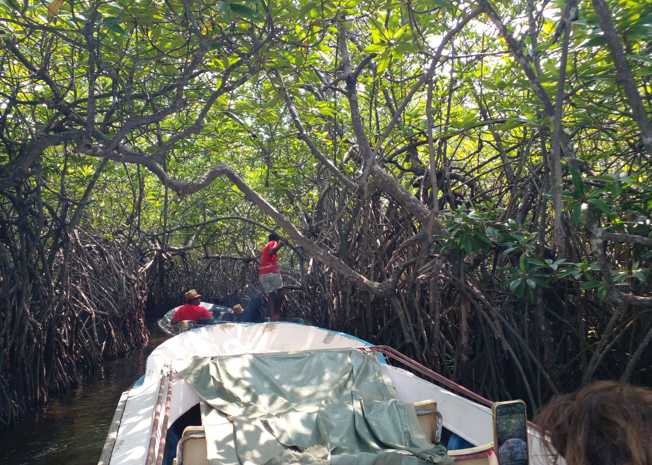 Bentota River Safari: The Complete Traveller's Guide