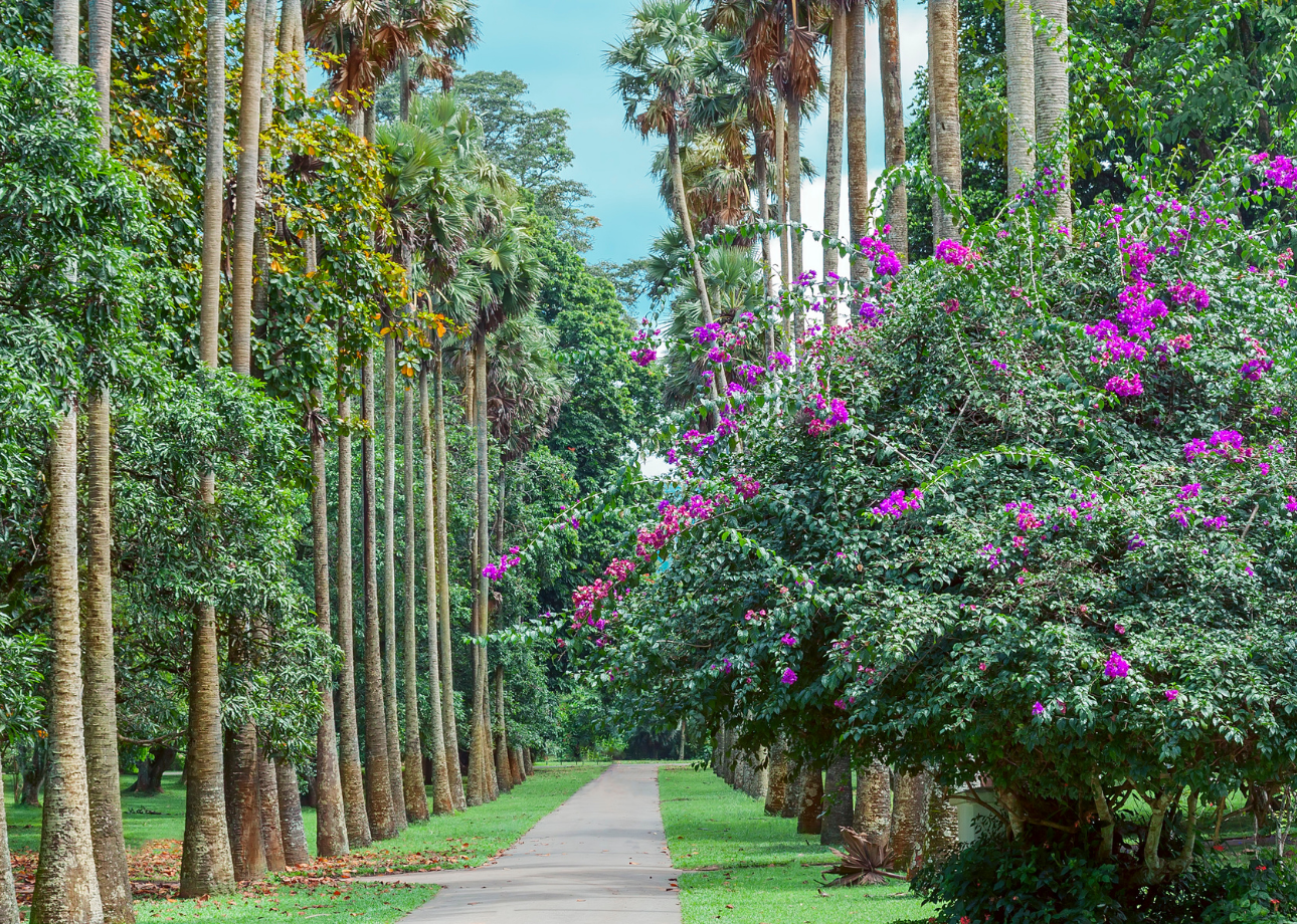 Perché questi itinerari di viaggio in Sri Lanka sono così popolari?