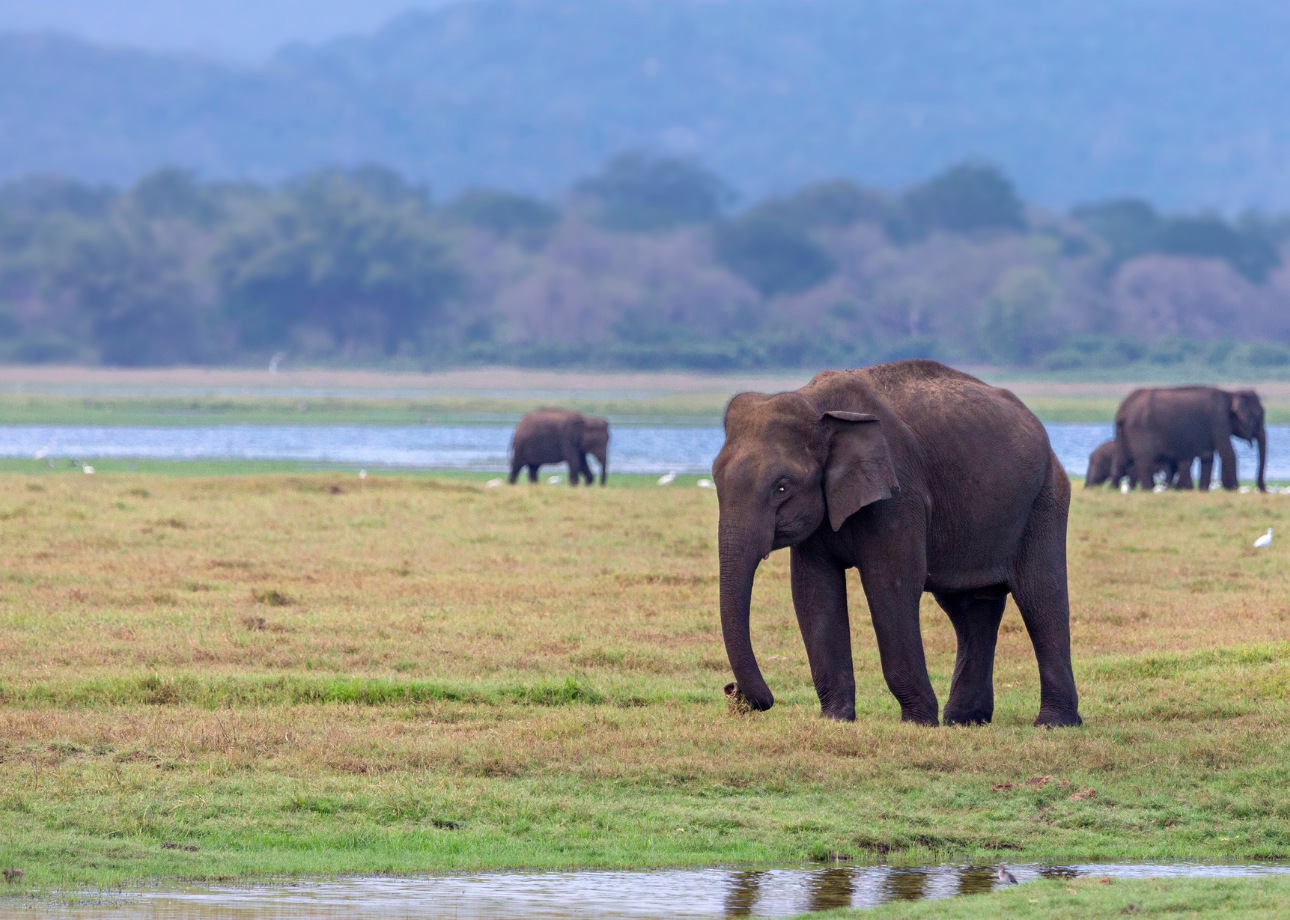 Top 6 Most Visited National Parks in Sri Lanka Every Nature Lover Should Experience Once in Their Lifetime
